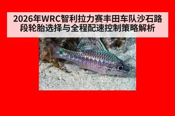 2026年WRC智利拉力赛丰田车队沙石路段轮胎选择与全程配速控制策略解析